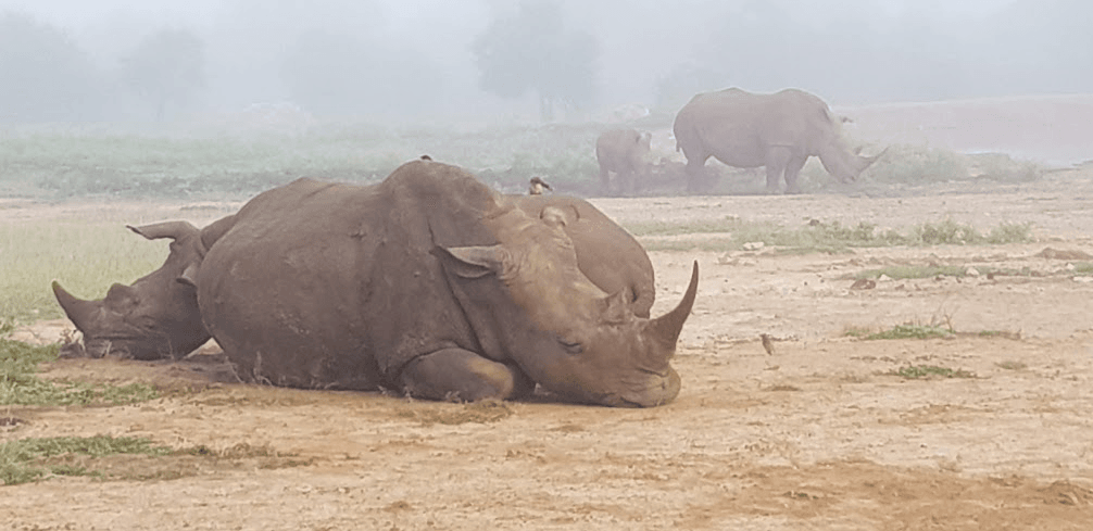 Rhino's