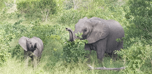 Elephants
