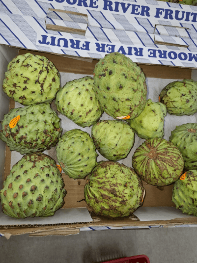 Custard Apple